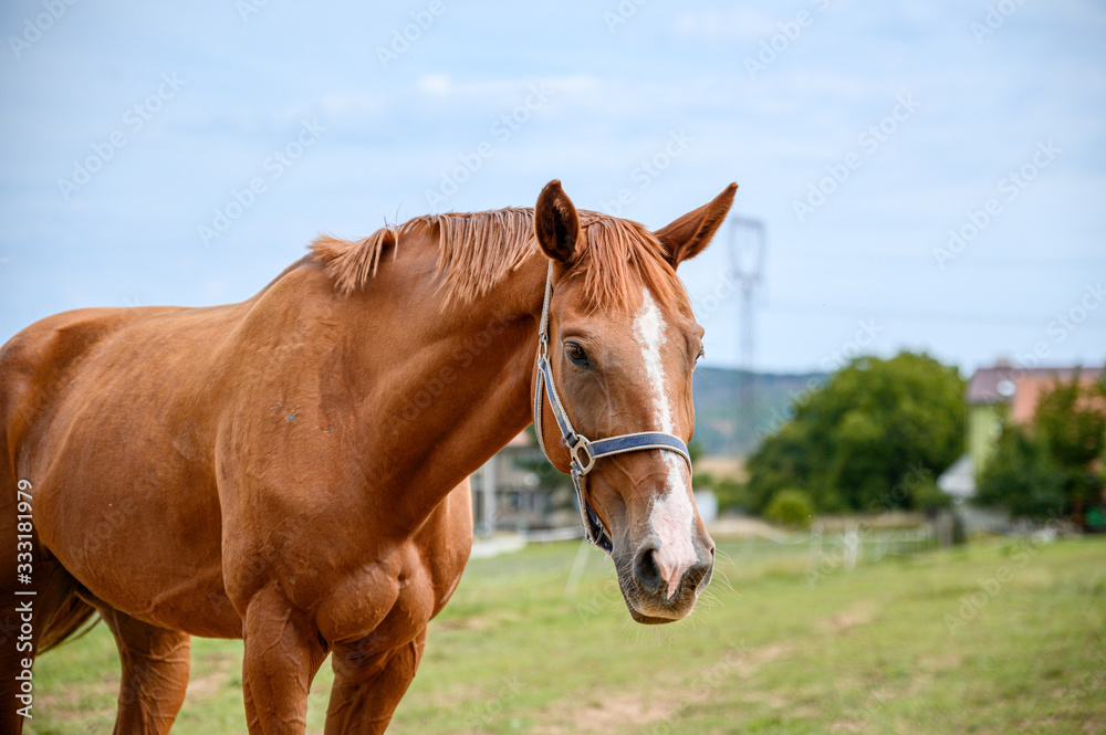 Portrait of amazing animal, beautiful horse on nature background.