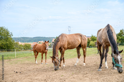 Portrait of amazing animal, beautiful horse on nature background.