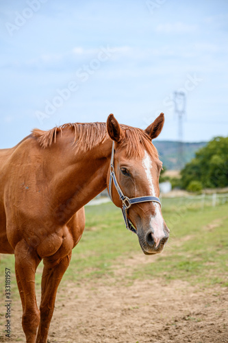 Portrait of amazing animal  beautiful horse on nature background.