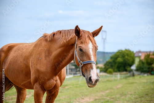 Portrait of amazing animal, beautiful horse on nature background. © Eliška