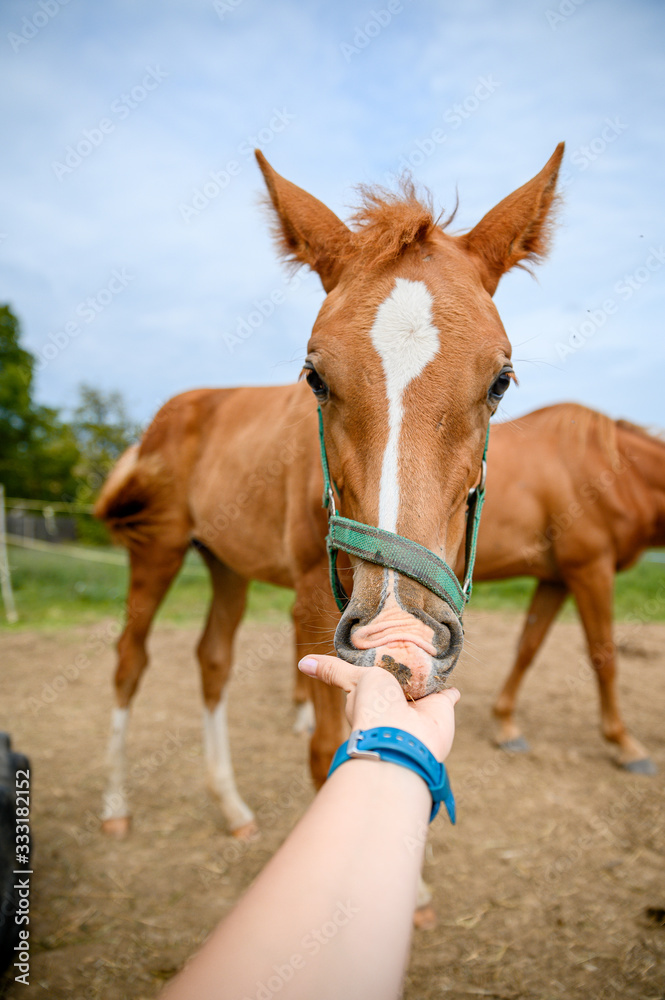 Cute looking litlle foal of thoroughbred on spring pasture. Cute looking litlle foal of thoroughbred on spring pasture.