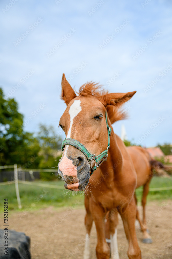 Cute looking litlle foal of thoroughbred on spring pasture. Cute looking litlle foal of thoroughbred on spring pasture.