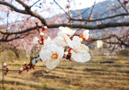 beautiful white flowers on an apricot tree. spring flowering apricot tree in the garden against a blue sky