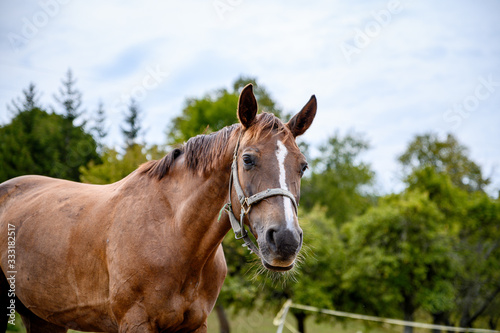 Portrait of amazing animal  beautiful horse on nature background.