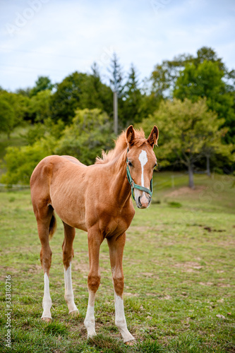Cute looking litlle foal of thoroughbred on spring pasture. © Eliška