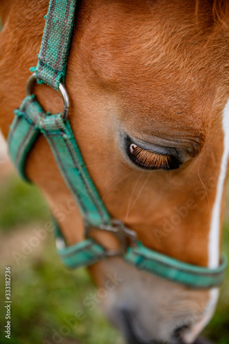 Fototapeta Naklejka Na Ścianę i Meble -  Cute looking litlle foal of thoroughbred on spring pasture.