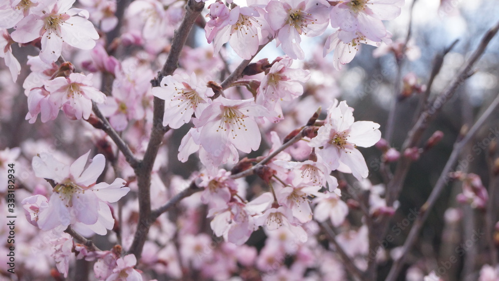 cherry blossom