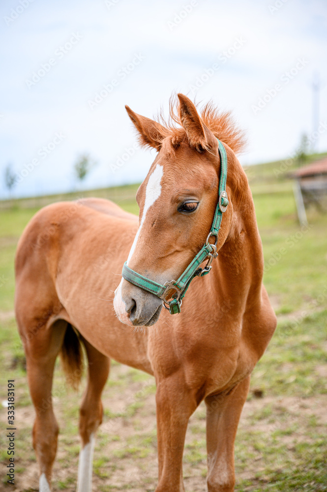 Cute looking litlle foal of thoroughbred on spring pasture. Cute looking litlle foal of thoroughbred on spring pasture.