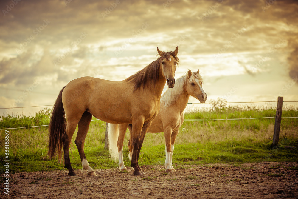 Fototapeta premium koniki na łące pole 