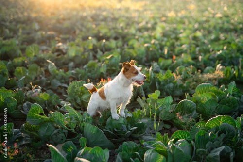 dog on the field in cabbage. sweet jack russell terrier. Sunny field of vegetables