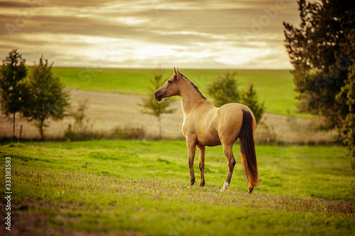 pole koń łąka plener © Pawel