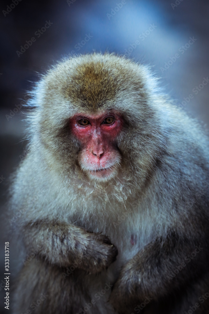 Close up Snow monkey Face in the Jigokudani park, Japan Close up Snow monkey Face in the Jigokudani park, Japan