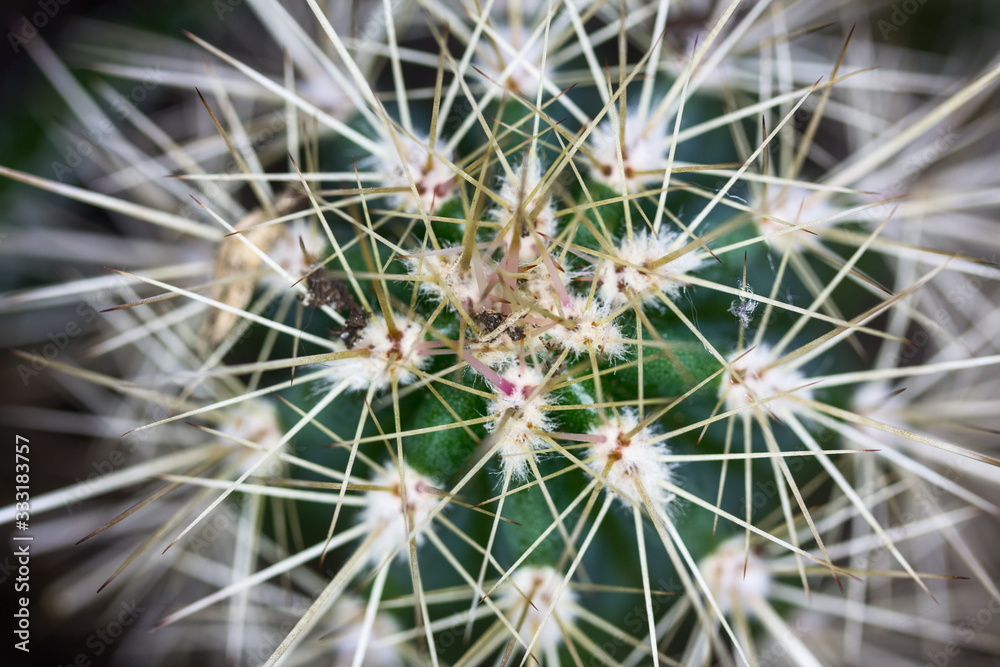 close up of a cactus close up of a cactus