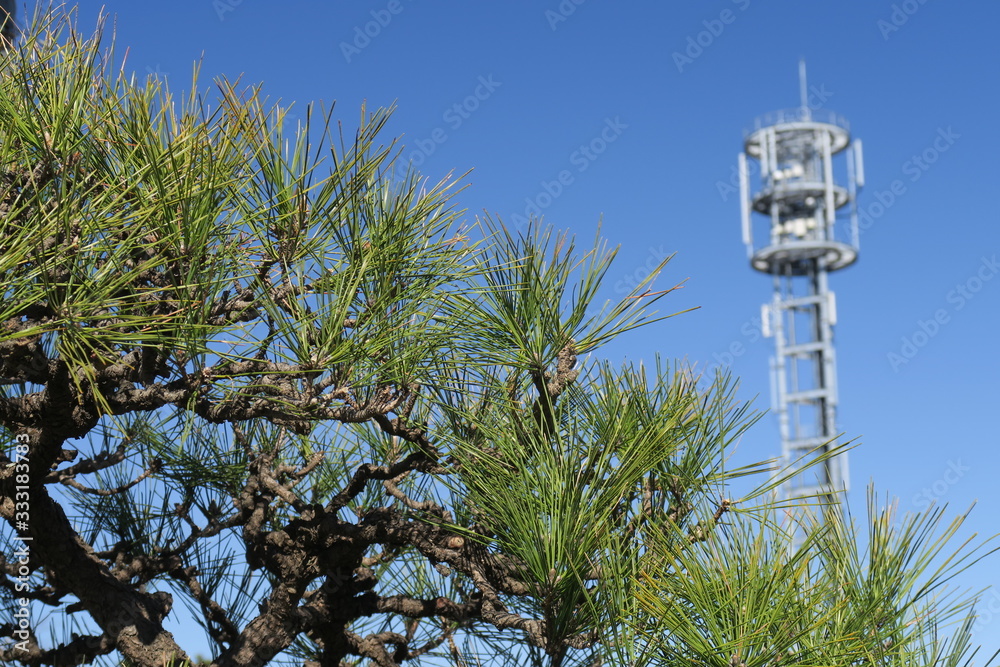 春の朝の松の木と通信鉄塔と青空