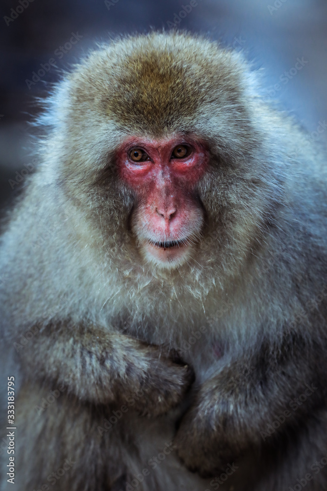 Close up Snow monkey Face in the Jigokudani park, Japan Close up Snow monkey Face in the Jigokudani park, Japan