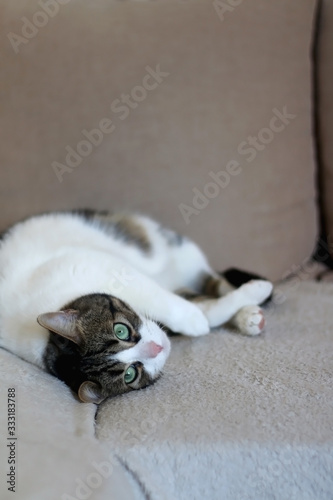 Cute tabby cat lying on a sofa. Selective focus.