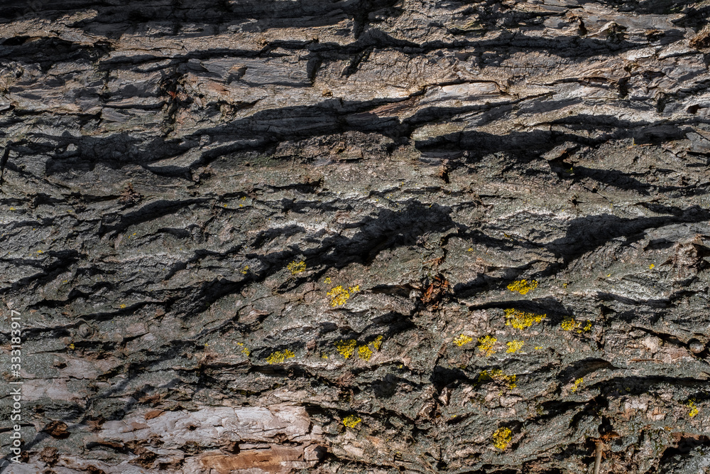 The natural texture of the old tree bark in macro shot in sunny weather with moss