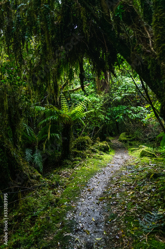 path deep in the rainforest