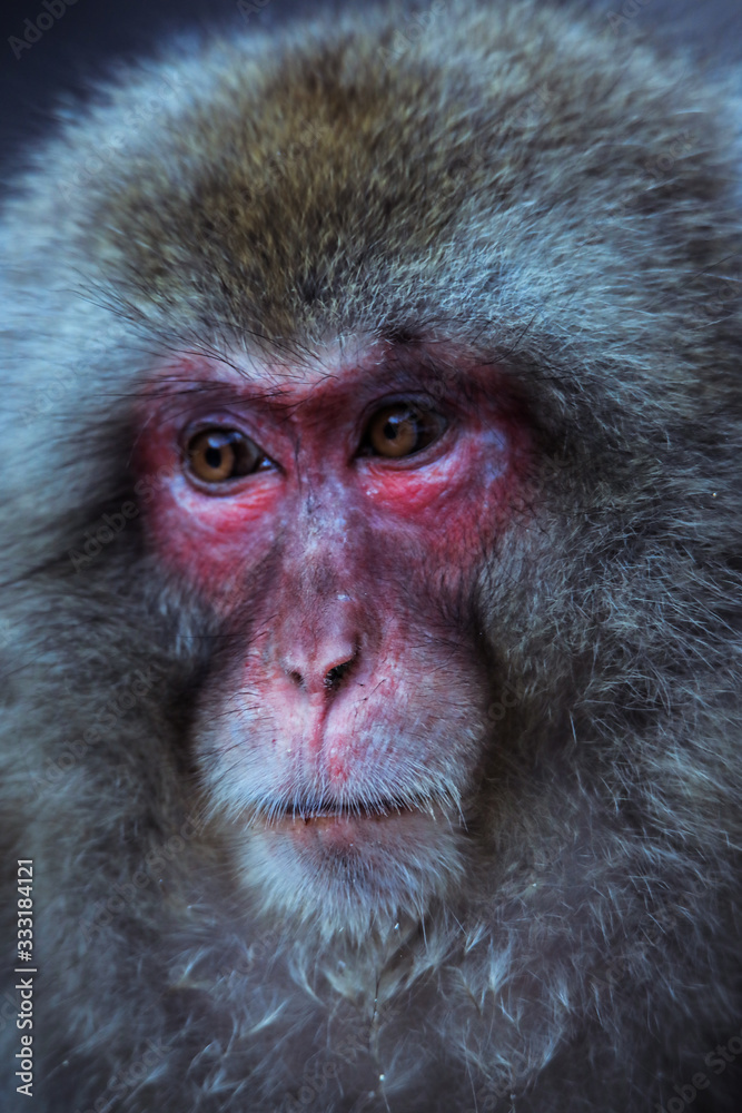 Fototapeta premium Close up Snow monkey Face in the Jigokudani park, Japan