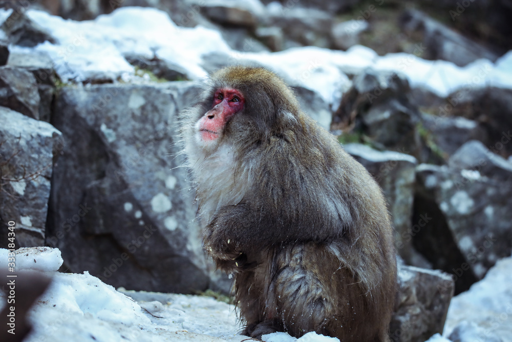 Obraz premium Cute and Nice Snow Monkey in the Jigokudani Park, Japan