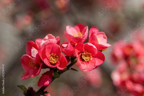 Chinese quince blossoms open on a thronged quince tree in a park
