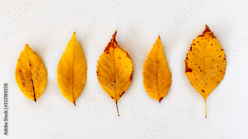 A row of dry leaves in soft light.