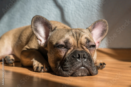 Portrait of adorable french bulldog dog sleeping on the floor alone © IKvyatkovskaya