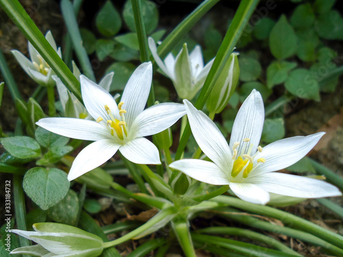 Ornithogalum plant in the nature