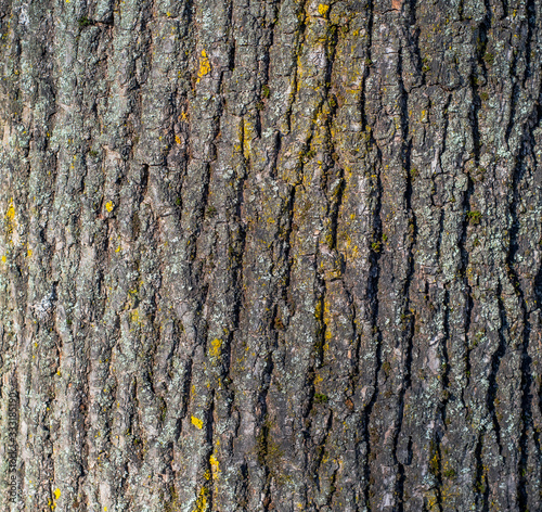 The natural texture of the old tree bark in macro shot in sunny weather with moss