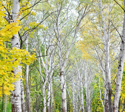 Birch trees in a forest, park, nature concept