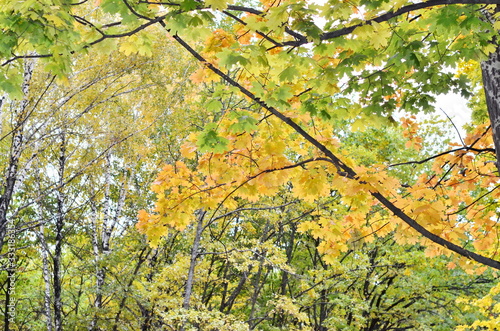 Autumn colorful background of autumn green and yellow leaves hanging on trees