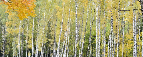 Autumn colorful background of autumn birch trees