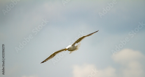  Seagull in flight