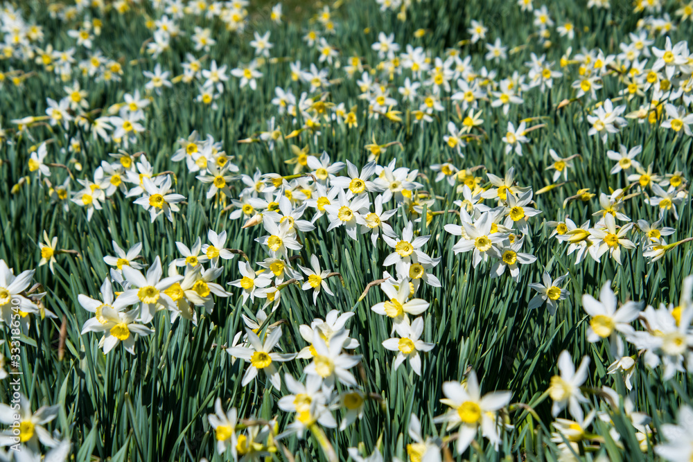 A field of daffodils displaying perfect petals on a March Spring day A field of daffodils displaying perfect petals on a March Spring day