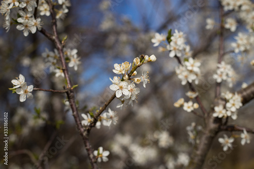 Kirschblüten im Frühling mit blauem Himmel © hemminetti