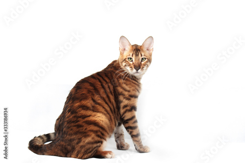 Foto Tabby cat sits on a white background and looks forward
