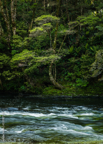 tree by the catlins river in the forest © Per