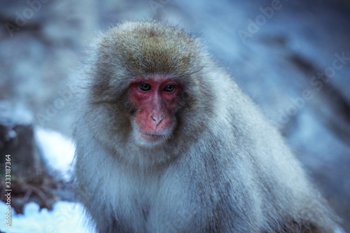 Cute and Nice Snow Monkey in the Jigokudani Park, Japan © Dave