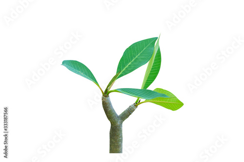  The top of the plumeria tree isolated on a white background