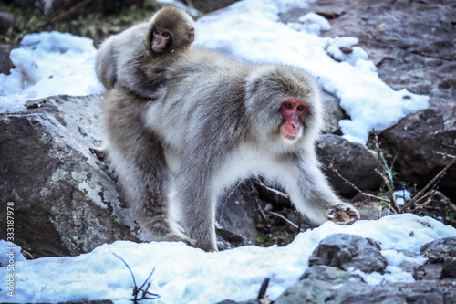 Mother and Baby from Smow monkey family in the Jigokudani Park, Japan