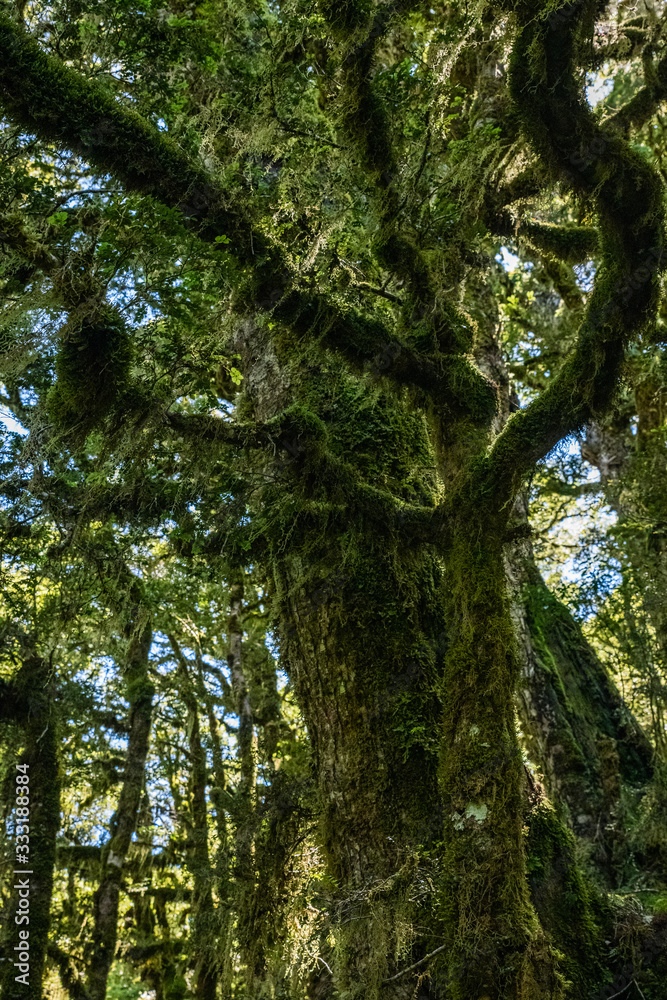 Fototapeta premium mossy trees in the forest