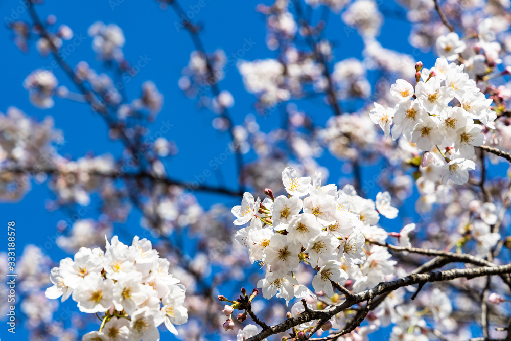 cherry blossoms in spring season