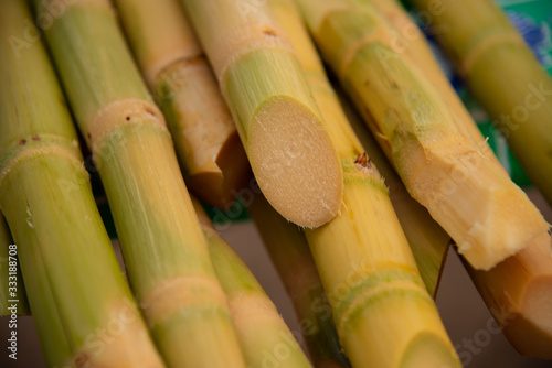 sugar cane