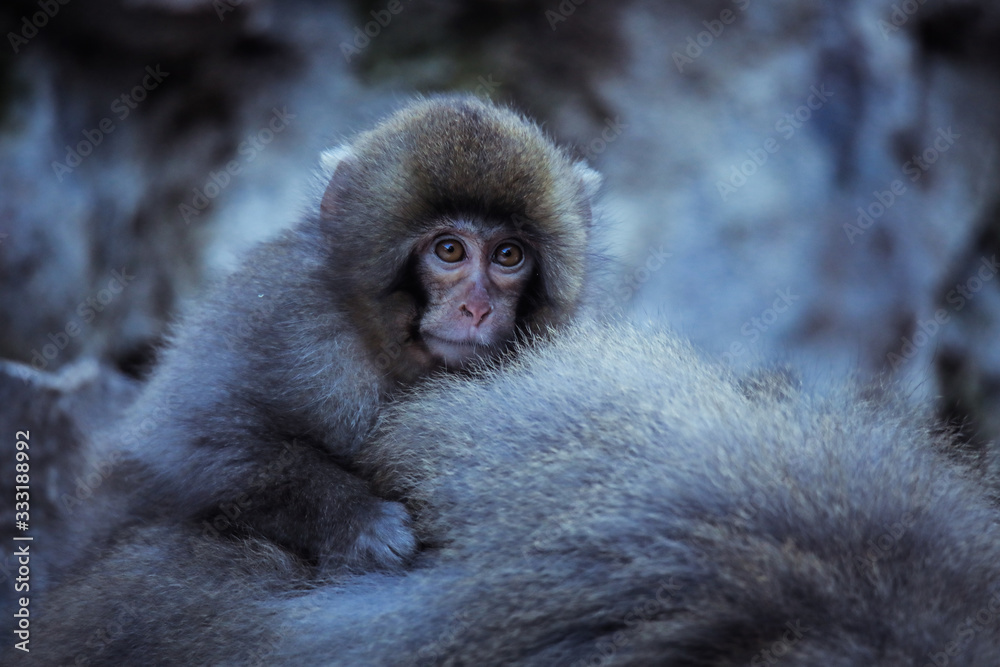 Naklejka premium Mother and Baby from Smow monkey family in the Jigokudani Park, Japan