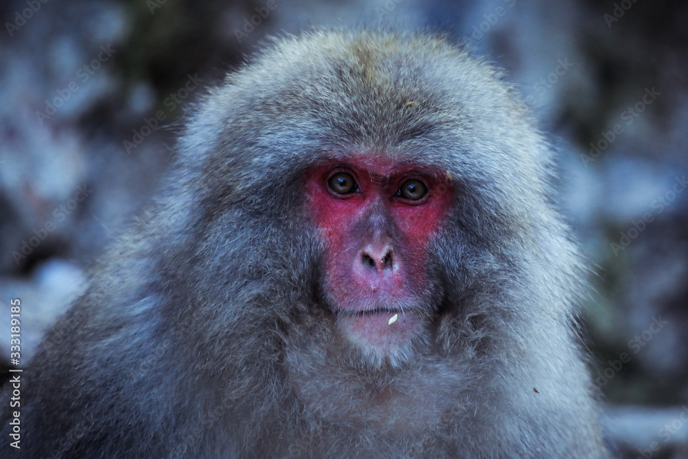 Obraz premium Cute and Nice Snow Monkey in the Jigokudani Park, Japan