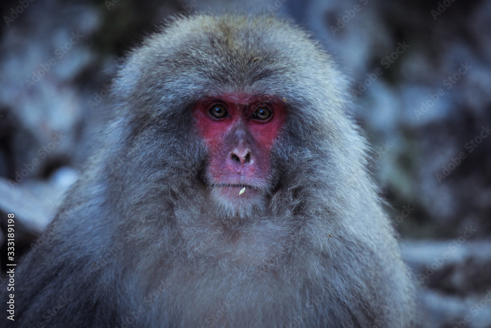 Cute and Nice Snow Monkey in the Jigokudani Park, Japan Cute and Nice Snow Monkey in the Jigokudani Park, Japan