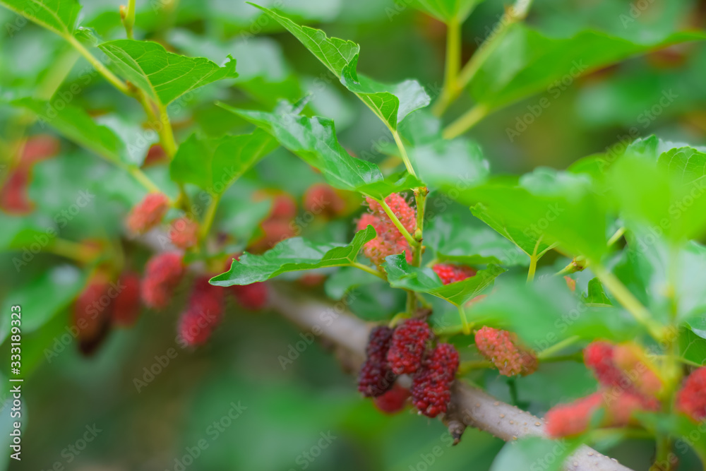 mulberry mulberry