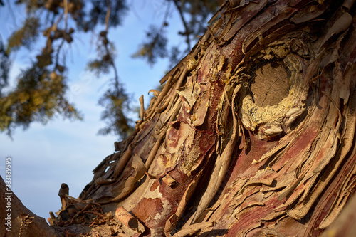 bark of a tree closeup