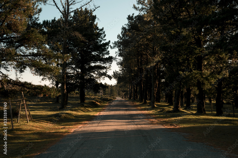 Fototapeta premium Way between trees