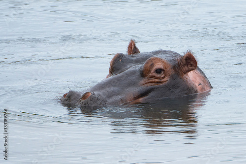 One hippo looking at the camera